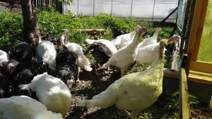 Наконец то мы это сделали... Пересадили индюков🦃