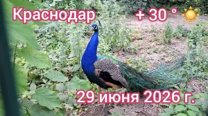 Краснодар - Ботанический сад - прогулка 29 июня 2026 г.