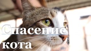 В Луганске спасли кота из вентиляционной шахты жилого дома