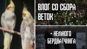 ВЛОГ СО СБОРА ВЕТОК | Birds