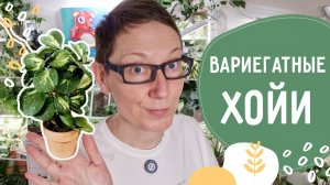 Вариегатные ХОЙИ. ОБЗОР сортов.