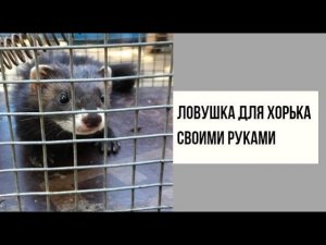 как сделать ловушку для хорьков своими руками