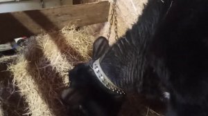 Теленок - кровь в моче ⁉️🤔 Что делать. Зимние опоросы 🐽🐷, Свиньи Дюрок