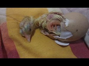 как вылупляются цыплята из инкубатора как им помочь?