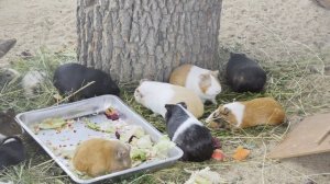 Морские свинки