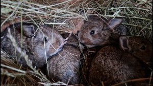 🐰КРОЛИКИ🐰🐇РАЗВЕДЕНИЕ КРОЛИКОВ🐇🐰🐰🐇🐰