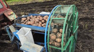 Самодельный картофелеуборочный комбайн. Процесс уборки картофеля. Сезон 2025
