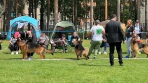 МОЛОДЫЕ КОБЕЛИ / КЧК+ ЗАРЕЧНЫЙ 27 июня`26 L.Nobili Моно немецких овчарок