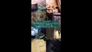 ФФ«Свет во тьме» Стейси Ревивар (51-60 серии)