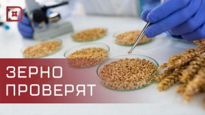 В Дагестане стартовал мониторинг зерна урожая текущего года