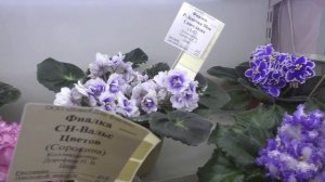 Обзор выставки «Зима улыбается» в Доме Фиалки 30.01-09.02.26 группы Регионы России