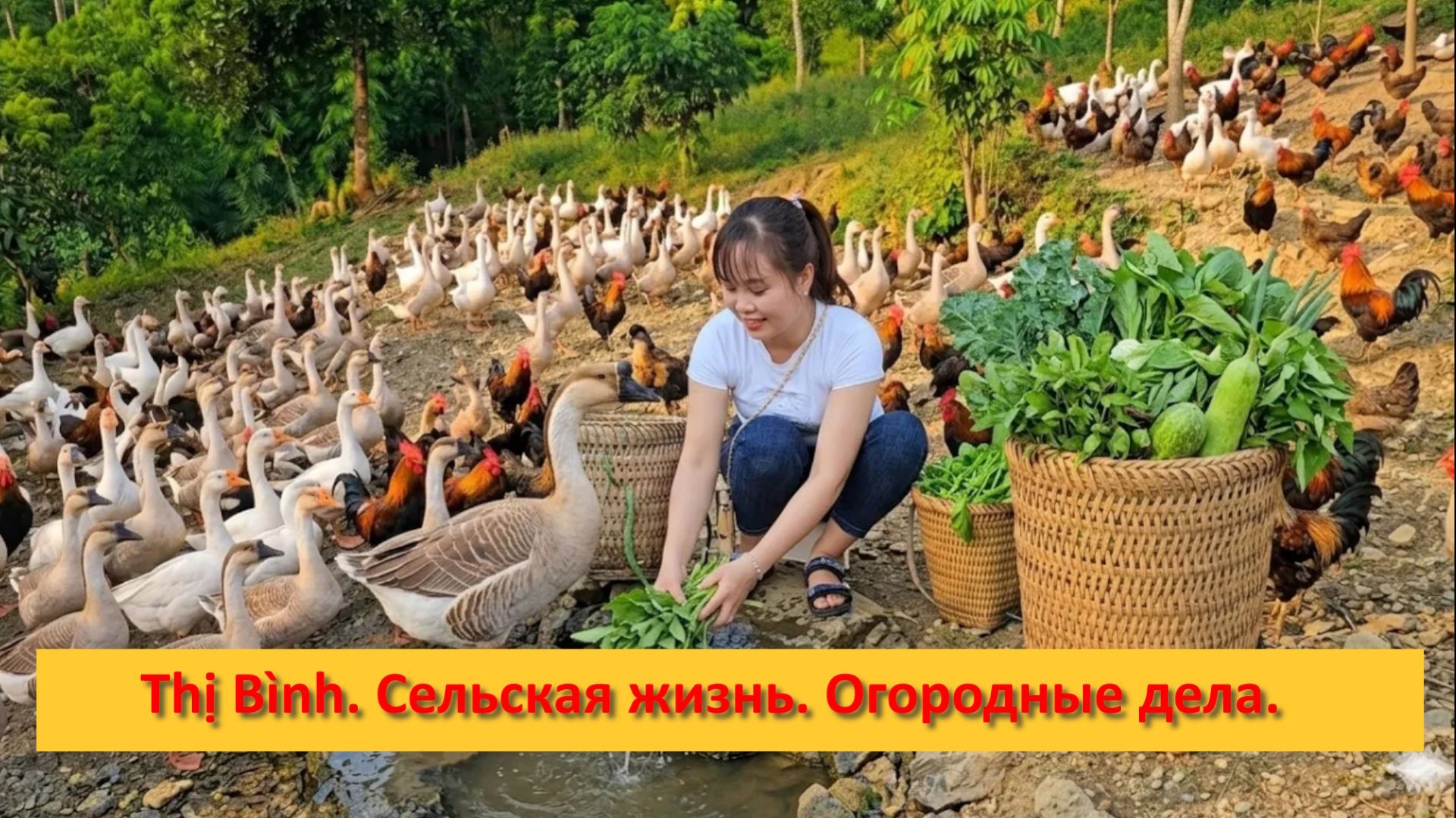 Thị Bình. Вьетнам. Сельская жизнь. Огородные дела.
