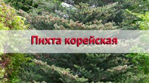 Пихта корейская 🌿 Обзор: посадка и уход. саженцы, крупномеры пихты : описание и особенности