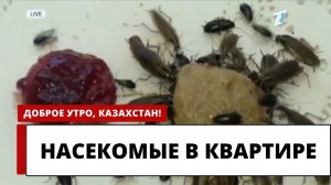КАКИЕ НАСЕКОМЫЕ МОГУТ ЗАВЕСТИСЬ В КВАРТИРЕ