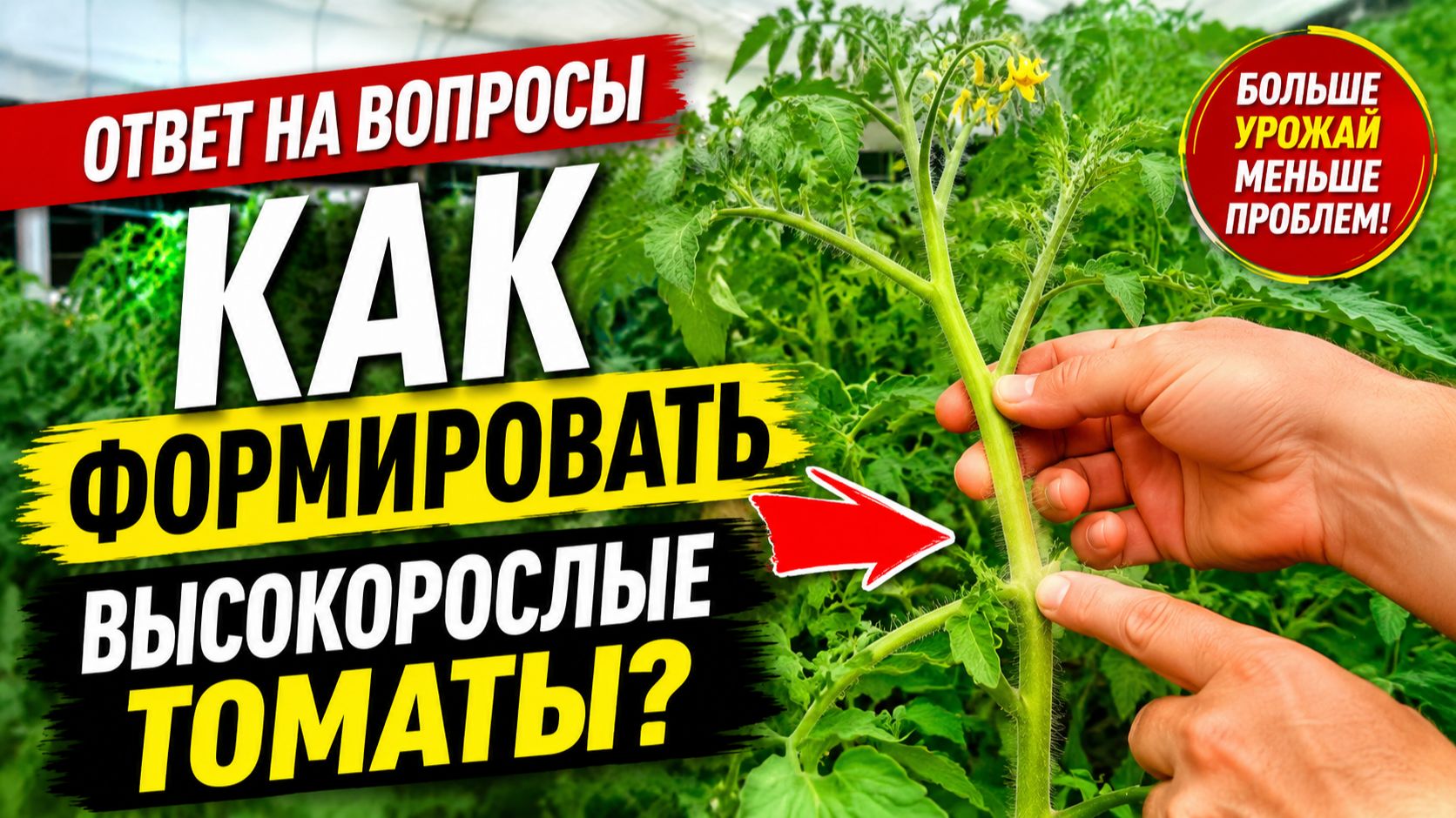 Формировка томатов- что прищипнуть, а что оставить? Наглядно и обоснованно. смотреть онлайн
