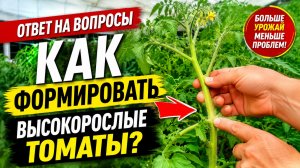 Формировка томатов- что прищипнуть, а что оставить? Наглядно и обоснованно.