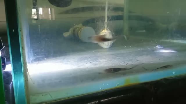 Amu Darya Shovelnose (P. Kaufmanni). The 1st Generation In Aquaculture. Nukus, Uzbekistan 30.06.2026