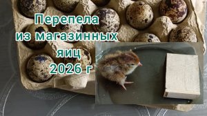 Перепела из магазинных яиц. Проверяем самодельный инкубатор.