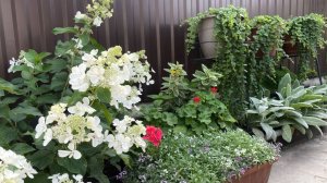 💜 Скоро будет красота 💜 ВЛОГ  Первый раз сажаю ВЕРБЕЙНИК + перекладываю камни у забора