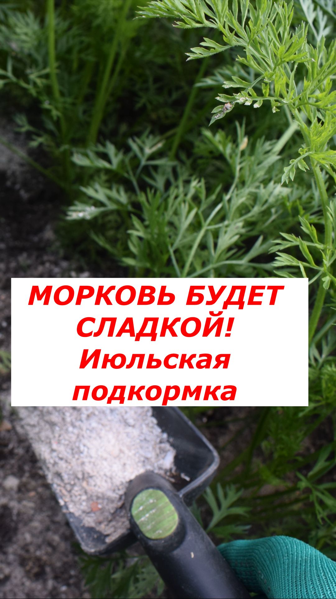 Секретная июльская подкормка моркови: зола + борная кислота.