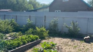 Обзор участка 29июня 2026 год 🥒🥦🍓🫛🌶️🌺🍅🌞