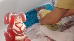 Домашний тигр сбежал из ванны, испугался фена и лизал попку. Желейный пёс Стасик в шоке.