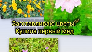 30-06-2026. купила первый мед. заготавливаю цветы.