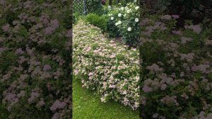 30 июня | три минутки из сада  #ташамуляр #жизньбездублей