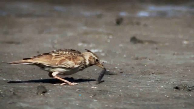 Звук природы. Пение птицы ЖАВОРОНОК ПОЛЕВОЙ на болоте