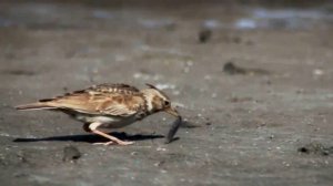 Звук природы. Пение птицы ЖАВОРОНОК ПОЛЕВОЙ на болоте