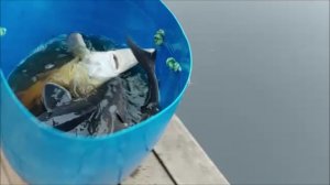 Зарыбление осетром нижнего водоёма 100 кг. Клёвое место, Лосиный остров.