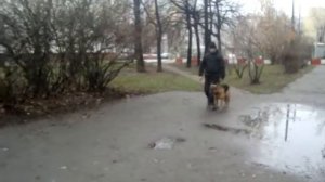 Проверка на отношение к лакомству на земле.
