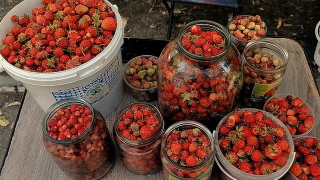Танец #ламбада в лесу с комарами.mp4 смотреть онлайн