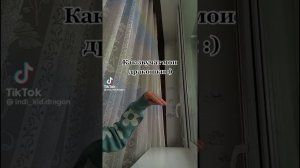 новое видео, драконы из ТТ