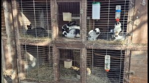 КЛЕТКИ ДЛЯ КРОЛИКОВ🐇РАЗВЕДЕНИЕ КРОЛИКОВ🐇🐰🐰🐇🐰