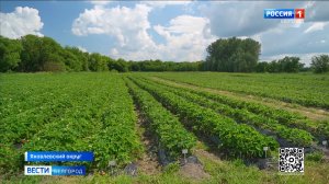 Фермер из Яковлевского округа выращивает 40 тысяч кустов клубники