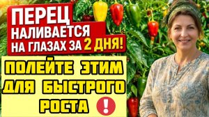 Перец очень любит эту подкормку, ускоряет налив плодов! Уход и защита от вершинки и вредителей!