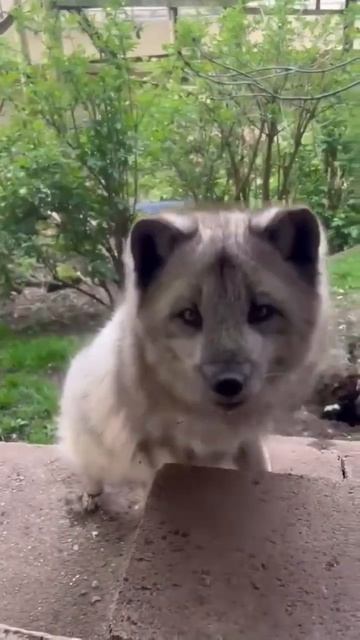 Шпион из Арктики 🫠🦊❄️