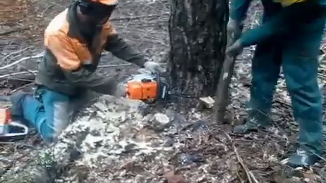 удалить-срубить-срезать аварийное дерево,спиливание деревьев по бровар смотреть онлайн