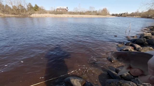 Весенний клёв в канале! Сопа, подлещик и густера радовали весь день 🎣