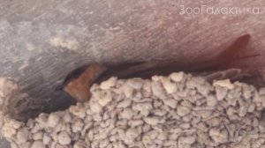 Ласточка: они способны убить птенцов из-за измены партнёра | Вы не знали этого про них!