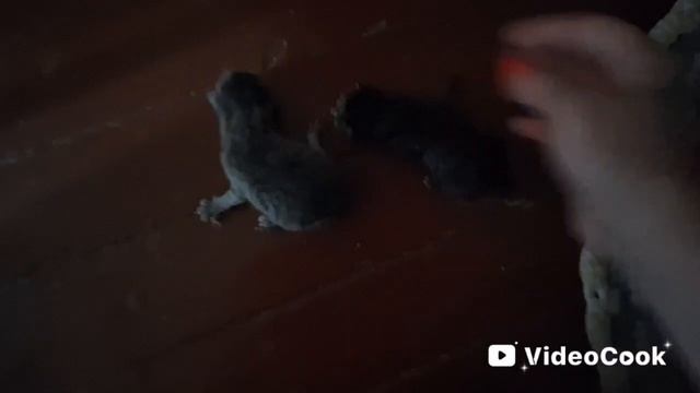 Влог/317/ Котята появились на свет/ Щи из свежей капусты..
