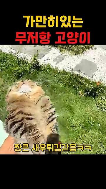 Кот, который сдался без боя 😂 🤣 2026 🔥