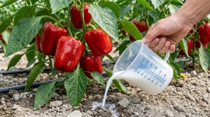 🌱 После этой подкормки перец растёт как на дрожжах