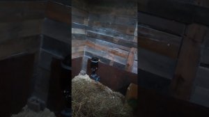 заселяем кроликов в сарай