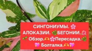 СИНГОНИУМ.🌸💖 АЛОКАЗИЯ.🍀 БЕГОНИЯ.🌷 Обзор. 🌸🌿Пересадка. 💖🌺Болталка.
