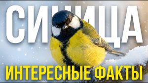 Синица - интересные факты про птичку, которую мы все знаем