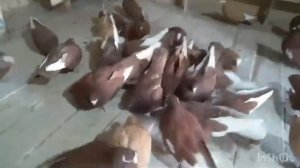 Курские гули Семенихина Олега Липецк.