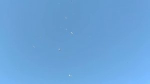 Открыл погулять голубей,они покрылись.