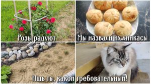Розы радуют. Мы назвали их хинкасы. Ишь ты, какой требовательный!😾